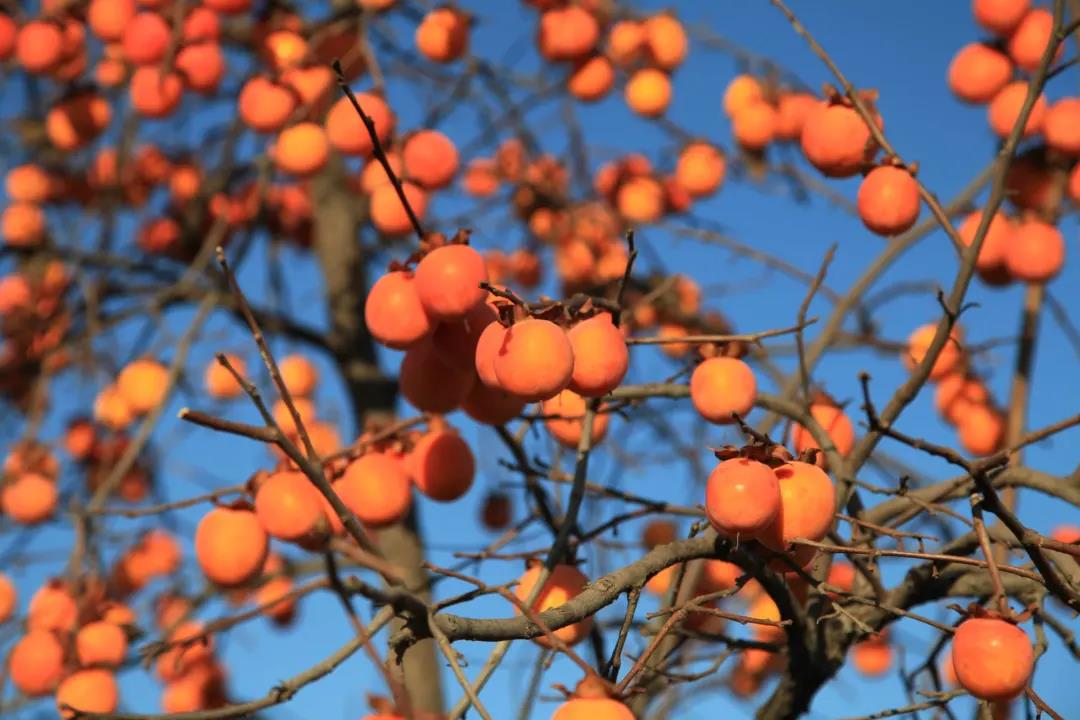 邁維動(dòng)漫公司新聞