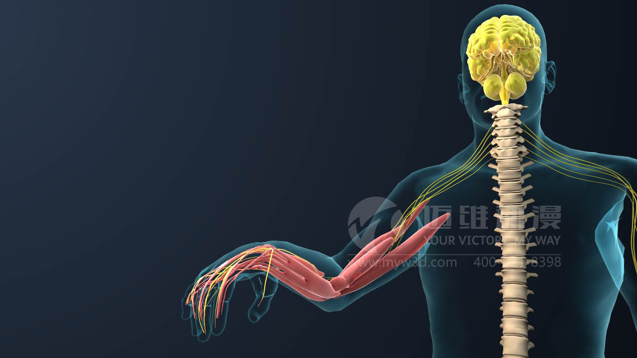 對于醫(yī)療三維動(dòng)畫你會(huì)怎么做？(圖1)