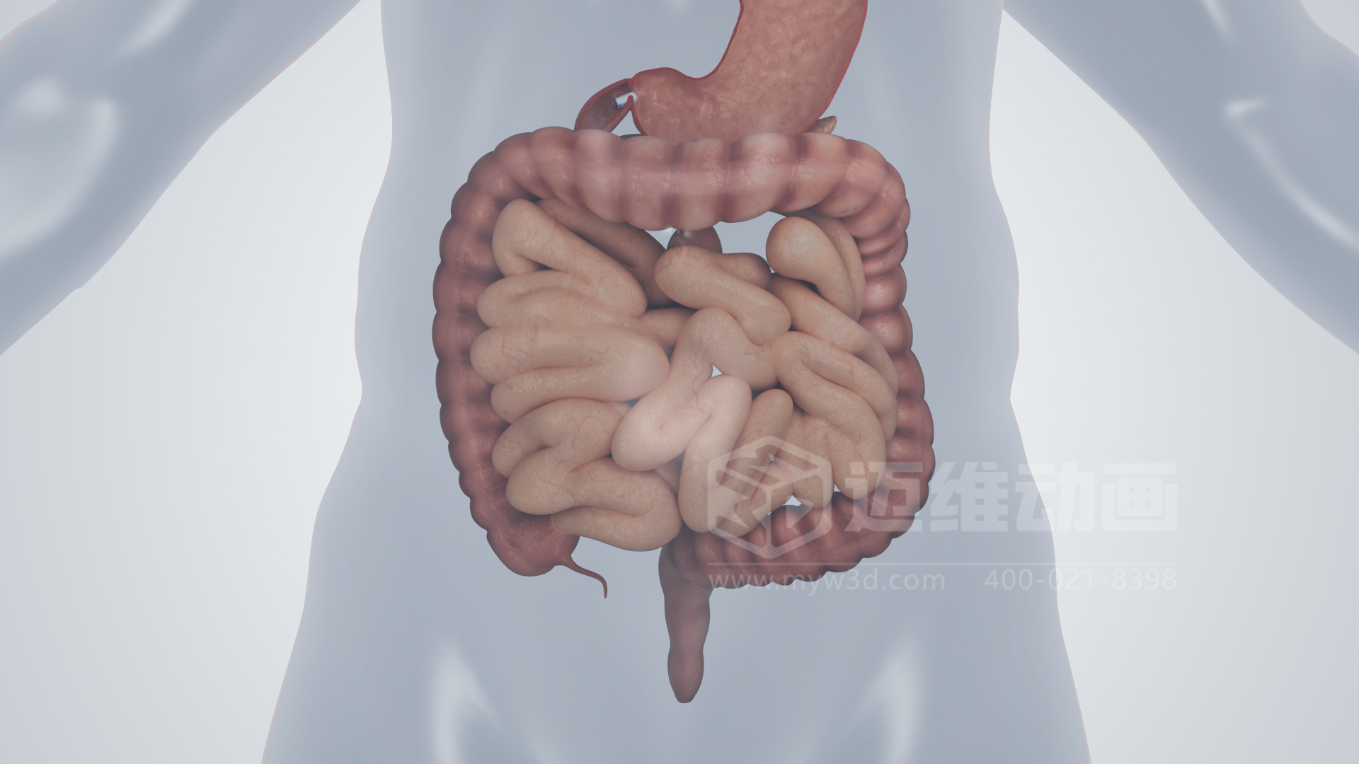 磁控膠囊機器人三維動畫(圖5)